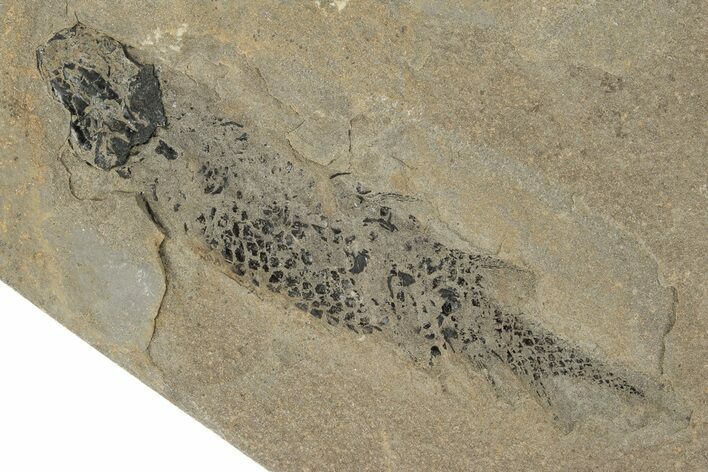 Devonian Lobed-Fin Fish (Osteolepis) Fossil - Scotland #231967